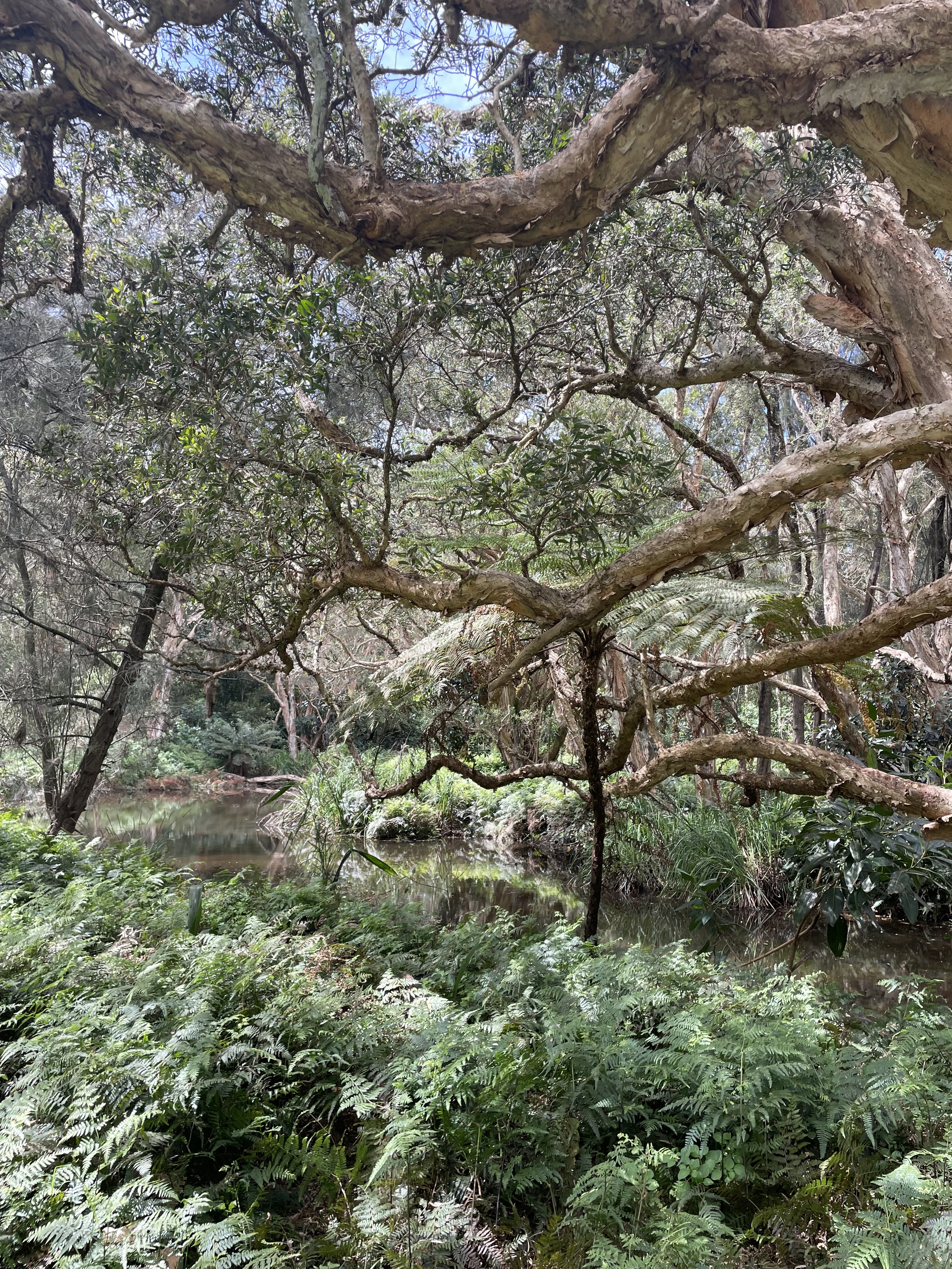 10 years of Bangawarra