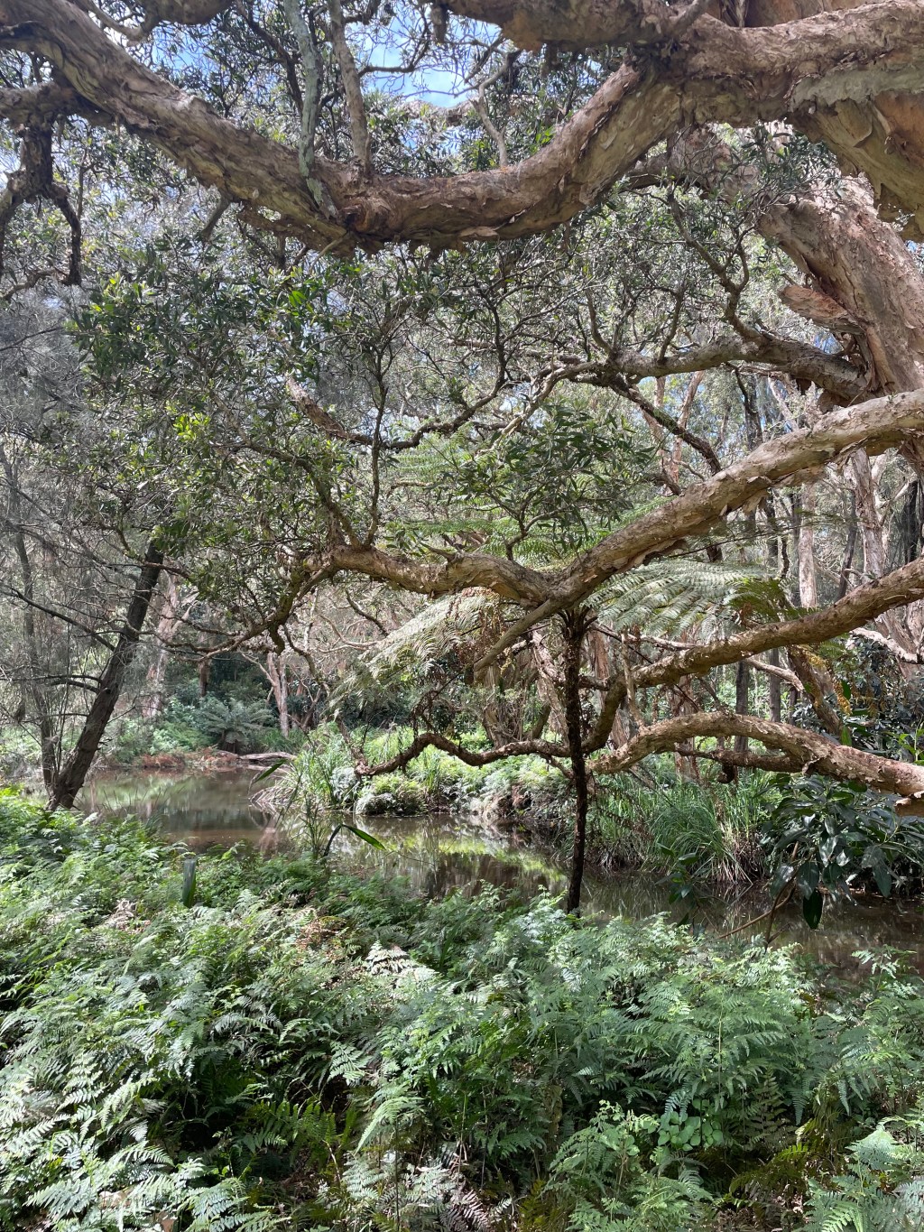 10 years of&nbsp;Bangawarra